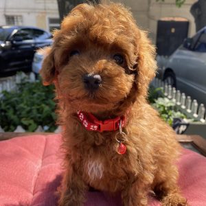 Kara Toy Poodle