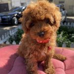Klaus Toy Poodle