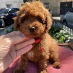 Kara-female-toy-poodle-puppy-for-sale-1 (3)