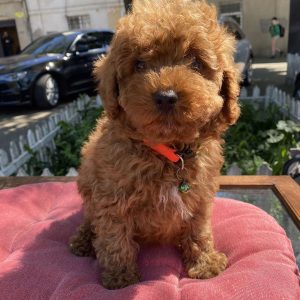 Kenni Toy Poodle