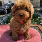 Kara Toy Poodle