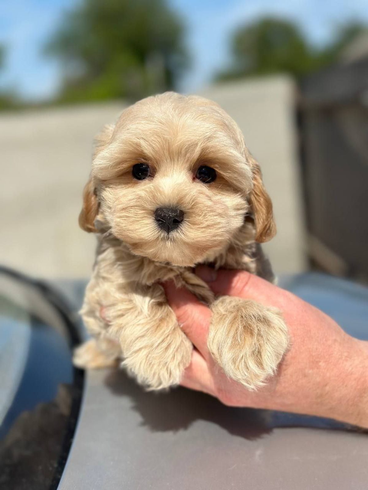 Toy Poodle Maltipoo Puppies For Sale Craigslist Sale Near Maltipoo