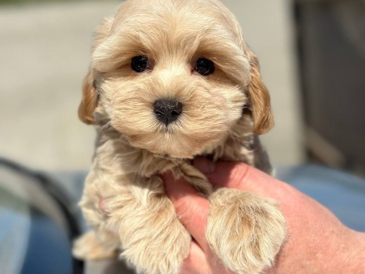 Maltipoo Puppies Teacup Maltese For Sale Craigslist Shih Tzu