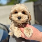 Baxter Maltipoo