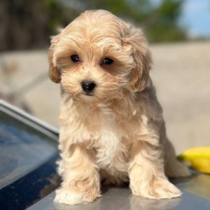 Kissa Maltipoo