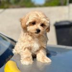 Kissa-female- Maltipoo-puppy-for-sale-3