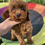 Klaus-male-toy-poodle-puppy-for-sale-1 (1)