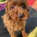 Klaus-male-toy-poodle-puppy-for-sale-1 (2)