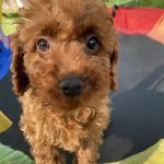 Klaus-male-toy-poodle-puppy-for-sale-1 (3)
