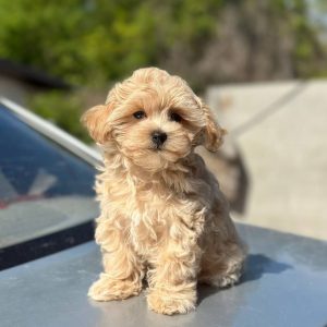 Kosha Maltipoo