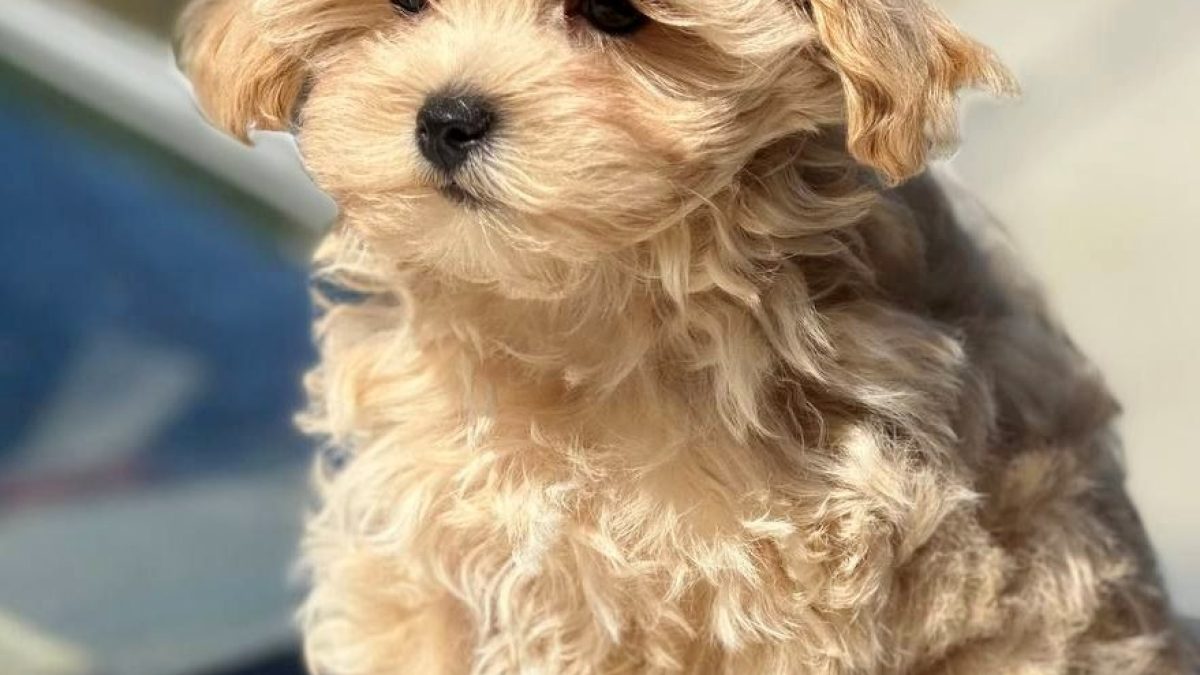Maltese Golden Retriever Mix Maltipoo Golden Retriever Mix