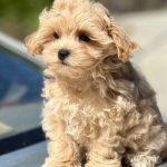 Quincy Maltipoo