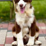 Larry-male-Australian-Shepherd-puppy-for-sale-1