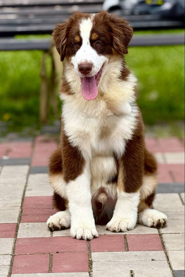 Larry Australian Shepherd