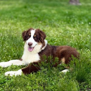 Larry Australian Shepherd