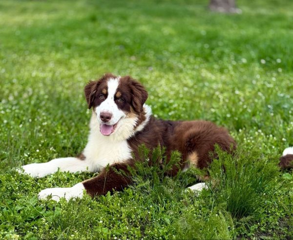 Larry Australian Shepherd