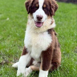 Larry Australian Shepherd