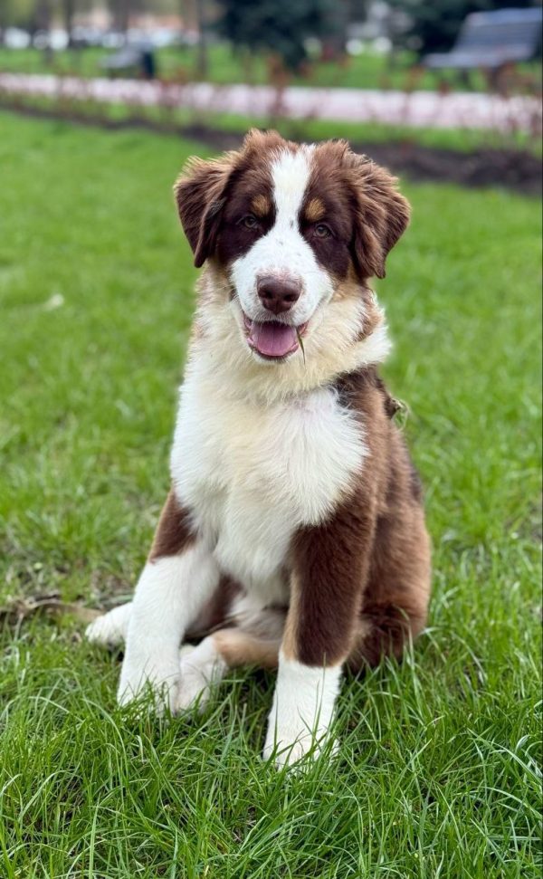 Larry Australian Shepherd