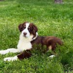 Larry-male-Australian-Shepherd-puppy-for-sale-4