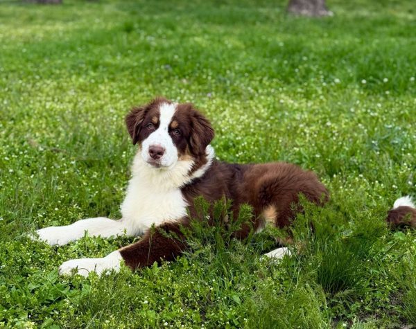 Larry Australian Shepherd