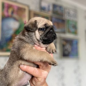Leo Pug
