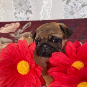 Lester Pug