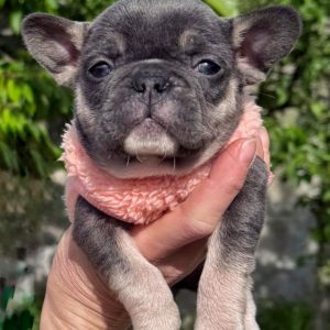 Lila