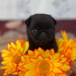 Lincoln Pug