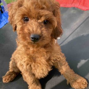 Looney Toy Poodle