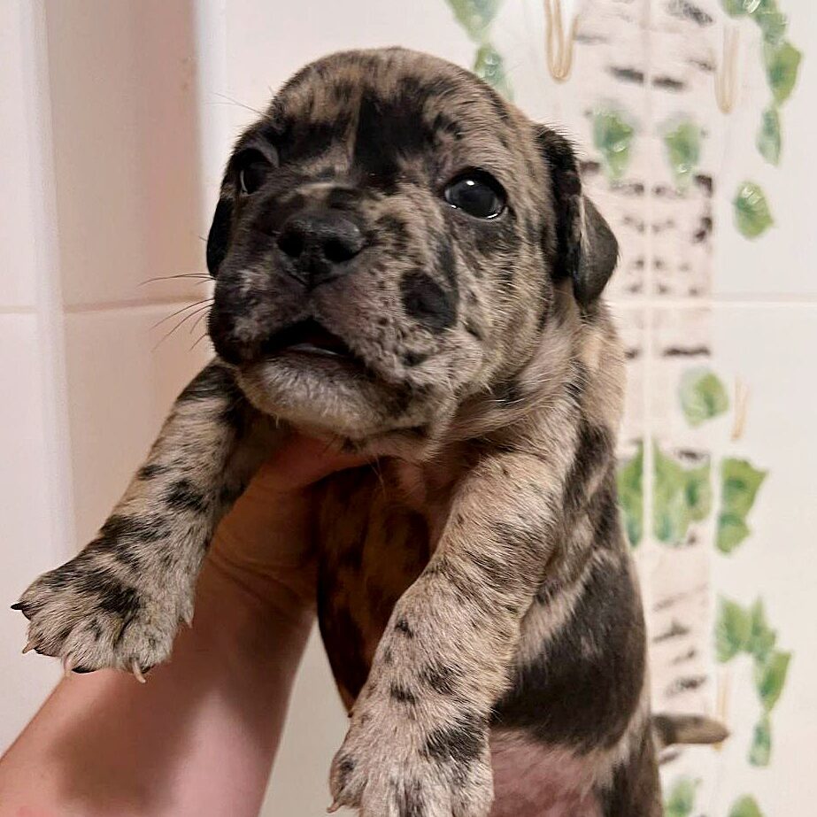 Tri Merle Black American Bully Puppies For Sale Pit Bull Lilac Tri