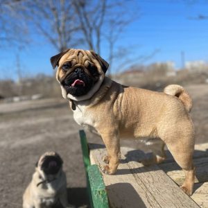 Magnatic Pug
