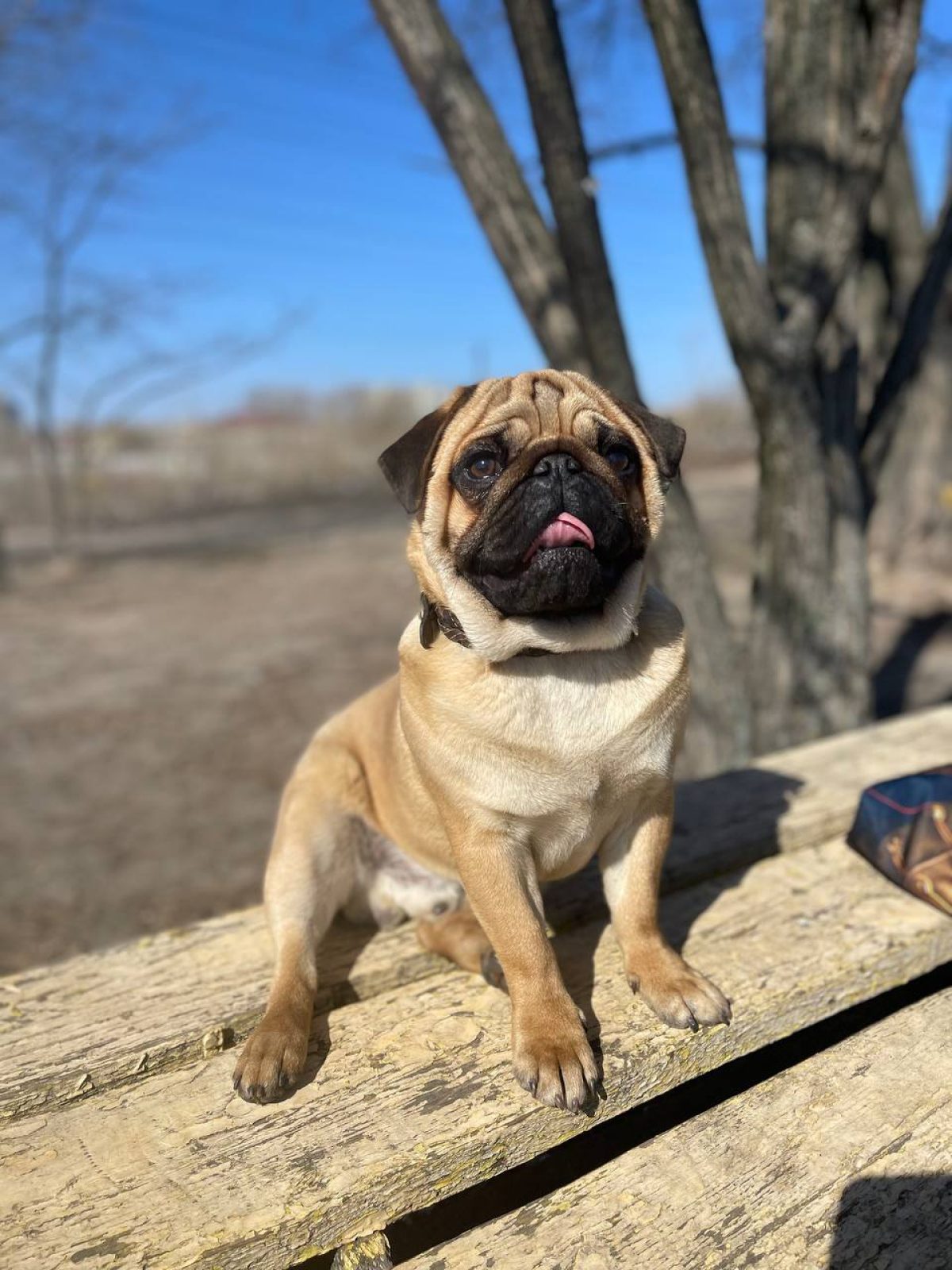 Animal Shelter Compassionate Pug Rescue Pug Shelter 2025