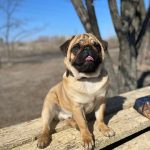 Taria Pug