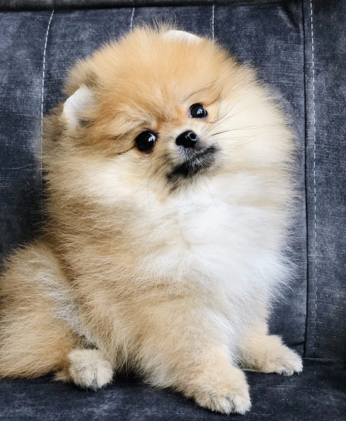 Brown Pomeranian X Maltese Puppies Pomeranian Shih Tzu Mix Classifieds  Maltese X Pomeranian, image size:1200x1461
