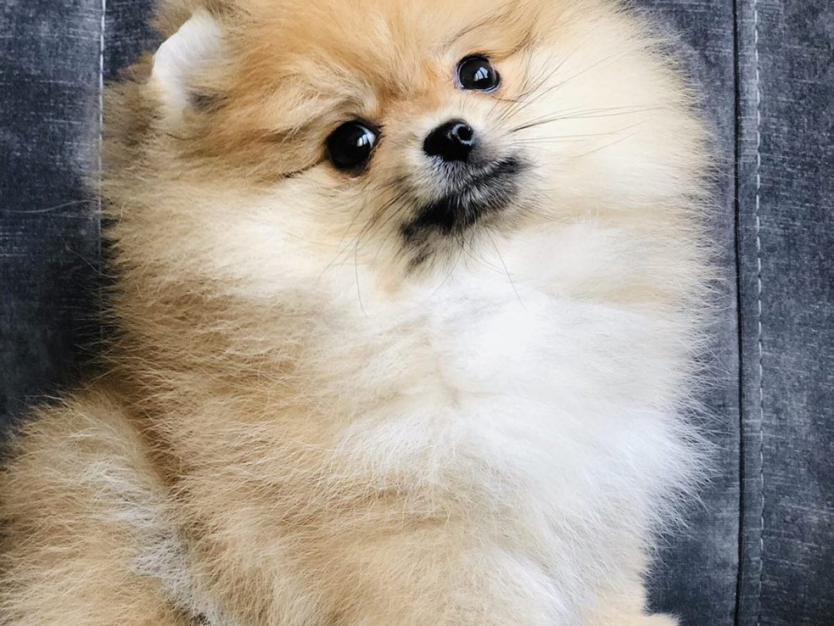 Dog Breeds German Spitz Pomeranian For Sale Baby German Spitz Baby