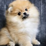 Ofelia Pomeranian