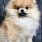 Malta-female-pomeranian-puppy-for-sale-1 (2)