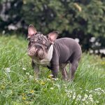 Dors Big Rope French Bulldog