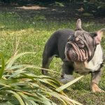 Marquis-male-BIG-ROPE-French-Bulldog-puppy-for-sale-1 (3)