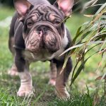 Marquis-male-BIG-ROPE-French-Bulldog-puppy-for-sale-1 (4)