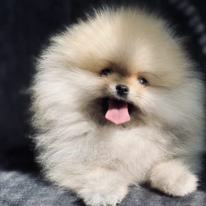 Maximus Pomeranian
