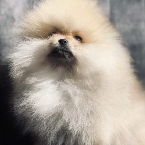 Maximus