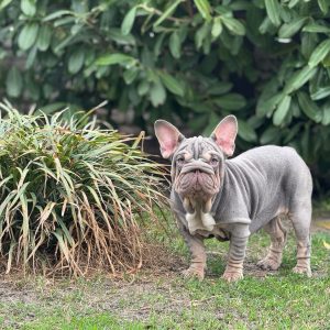 Mella Big Rope French Bulldog
