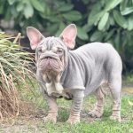 Mella-female-BIG-ROPE-French-Bulldog-puppy-for-sale-1 (3)