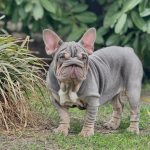 Mella-female-BIG-ROPE-French-Bulldog-puppy-for-sale-1 (4)
