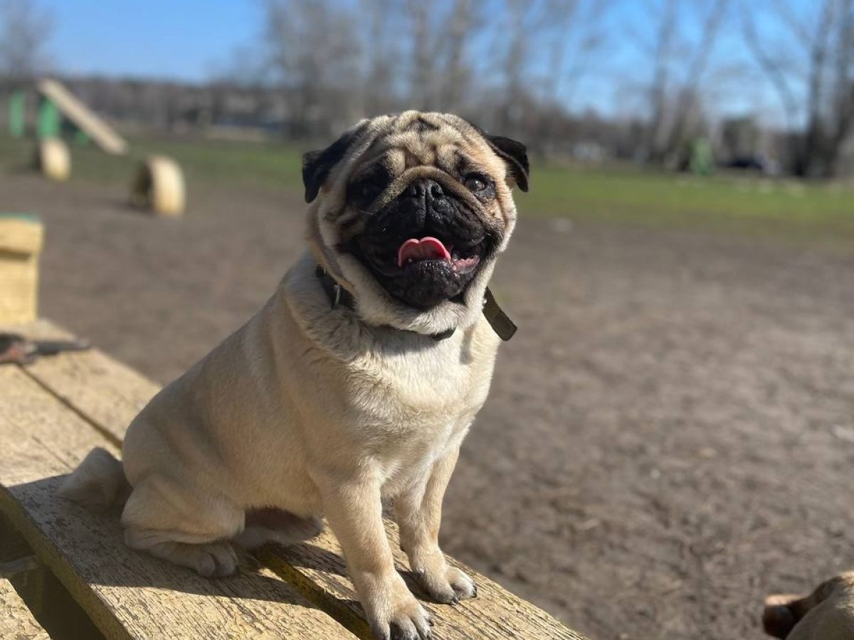 Pug Dogs and Puppies for sale