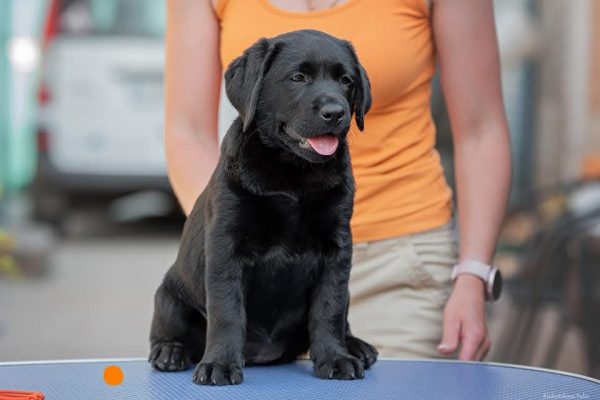 Nefertiti Labrador Retriever