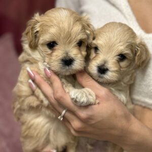 New Litter