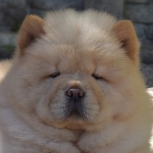 Nivetha Chow-Chow
