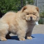 Teo Chow-Chow